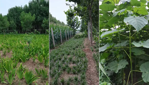 如何確定河南白蠟苗的施肥量？