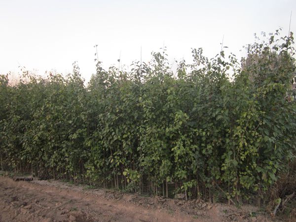 金葉復(fù)葉槭蟲(chóng)害的防治措施