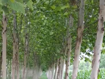 不會(huì)給速生法桐施肥，看這里！