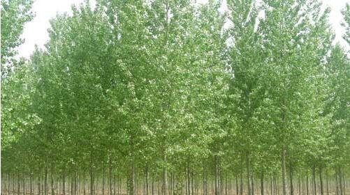 種植河南白蠟苗，這幾點事項要重視！