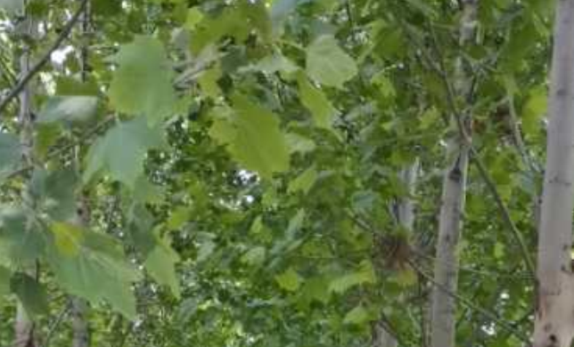 種植法桐苗木，這些問(wèn)題要重視