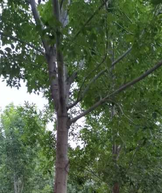 河南白蠟苗 河南白蠟苗